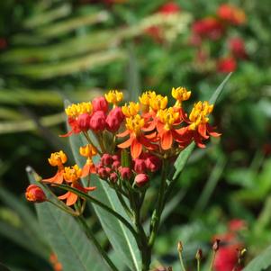 Asclepias curassavica 