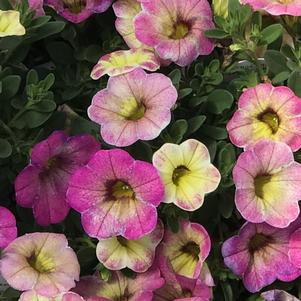 Calibrachoa hybrid Superbells® Prism™ Pink Lemonade