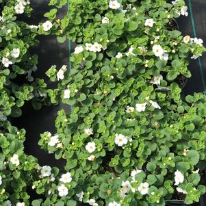 Bacopa Scopia™ Gulliver White