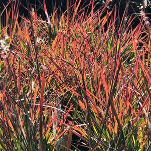 Schizachyrium scoparium 'Standing Ovation'