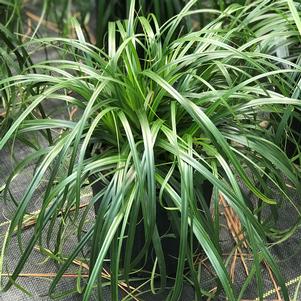 Carex Ribbon Falls™