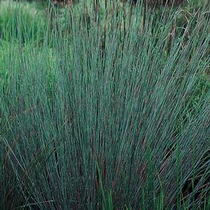 Schizachyrium scoparium 'The Blues'