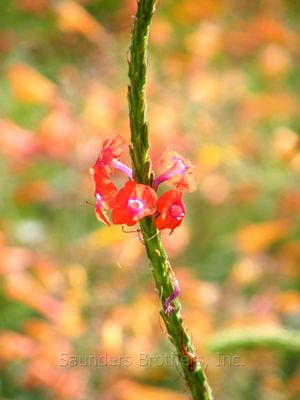 Stachytarpheta mutabilis 