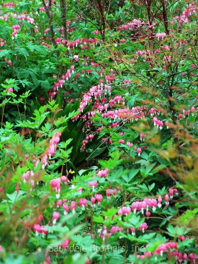 Dicentra spectabilis 