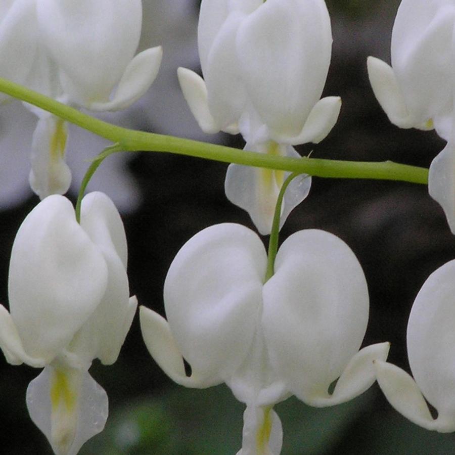 Dicentra spectabilis 'Alba'