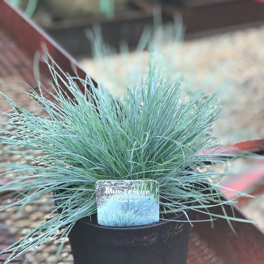 Festuca glauca 'Elijah Blue'