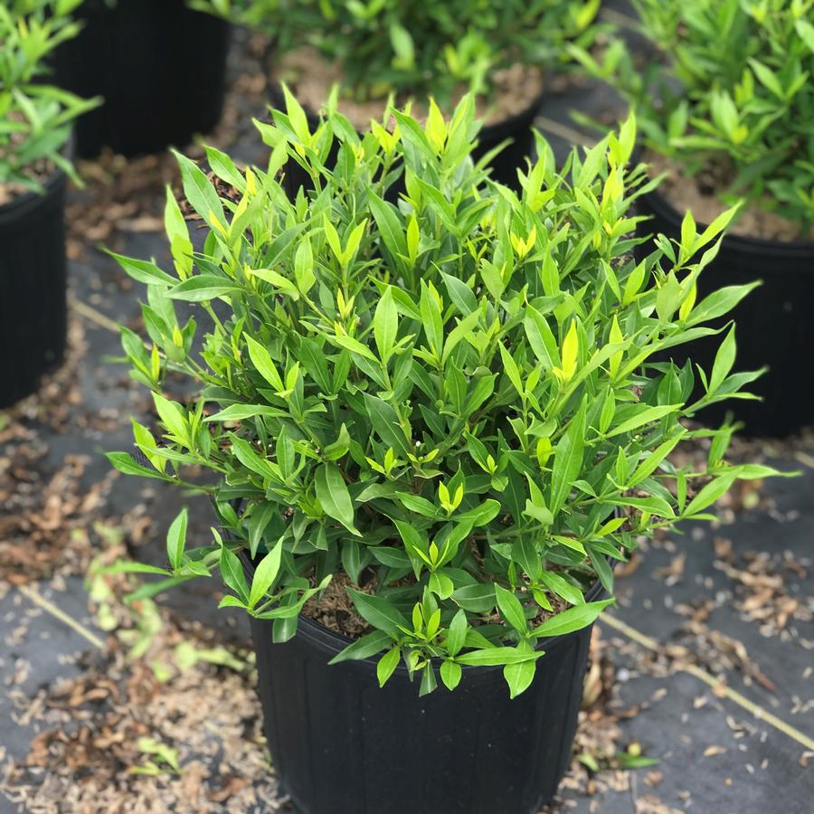 Gardenia jasminoides 'Frostproof'