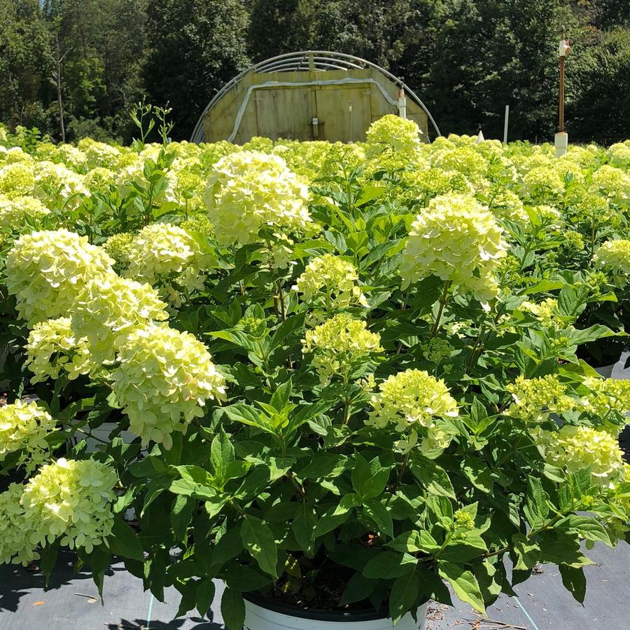 Hydrangea paniculata Little Lime®