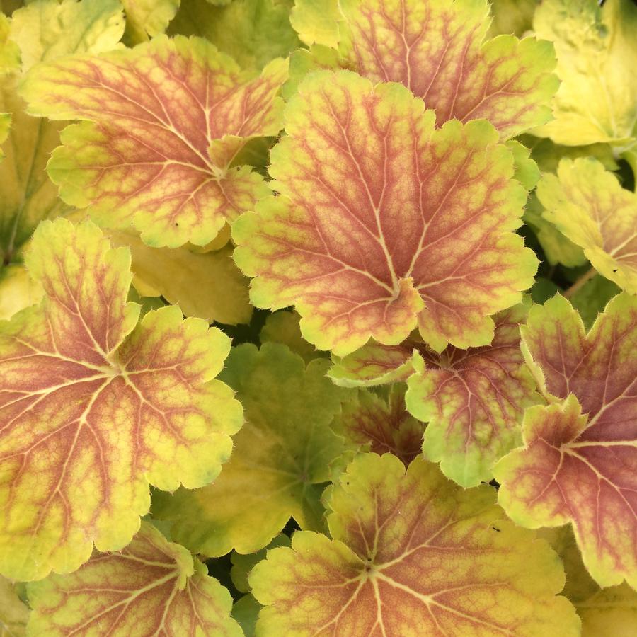 Heuchera 'Delta Dawn'