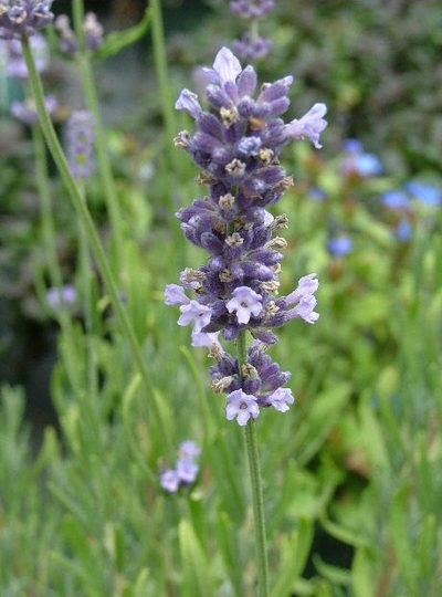 Lavandula angustifolia 'Munstead Strain'