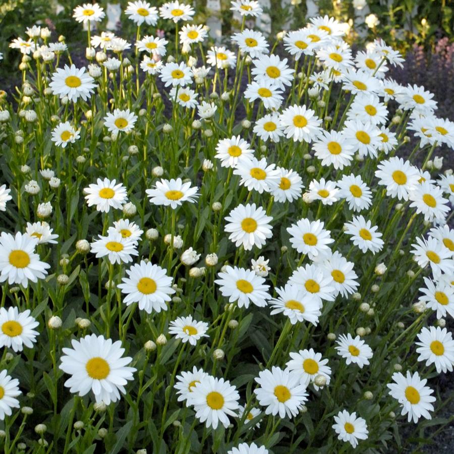 Leucanthemum x superbum 'Becky'