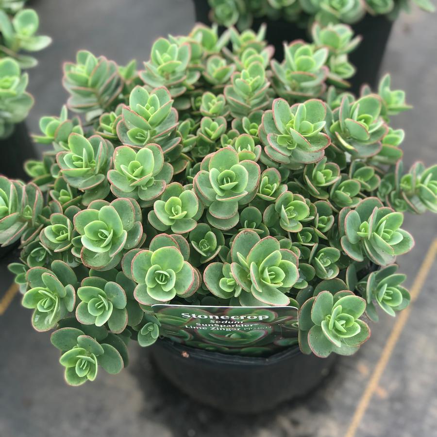 Sedum SunSparkler® 'Lime Zinger'