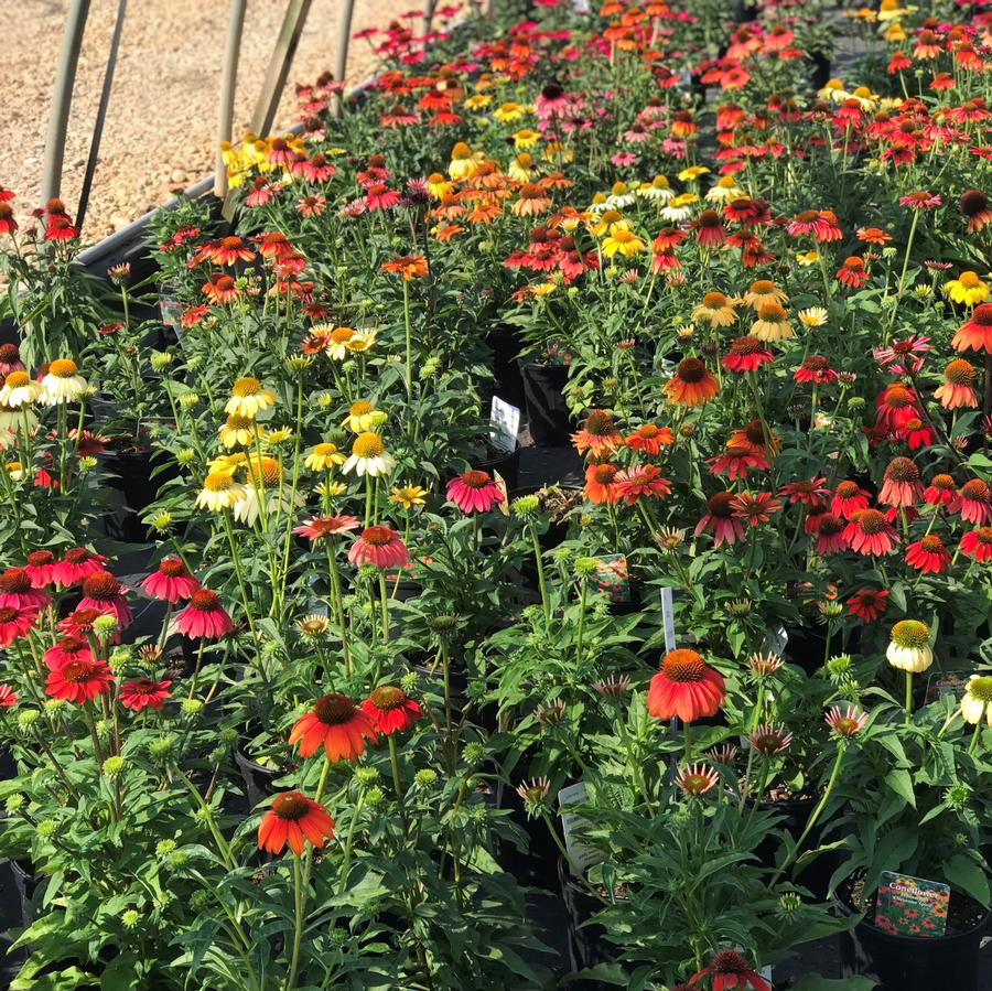 Echinacea 'Cheyenne Spirit'