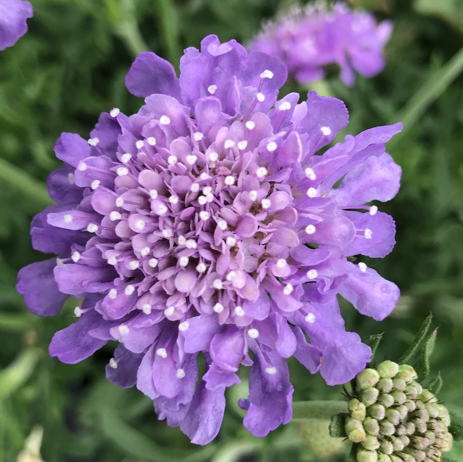 Scabiosa columbaria 'Butterfly Blue'