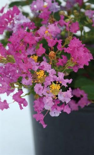 Lagerstroemia indica Bellini® Grape