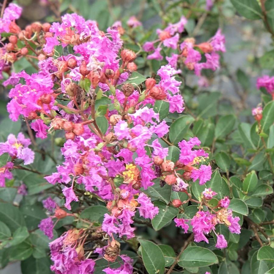 Lagerstroemia indica Bellini® Grape