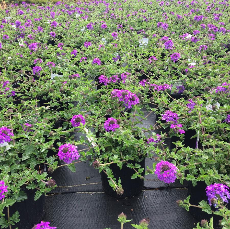 Verbena canadensis 'Homestead Purple'