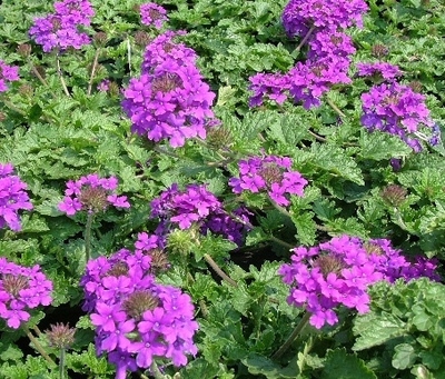 Verbena canadensis 'Homestead Purple'