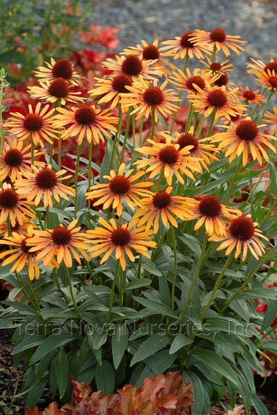 Echinacea 'Flame Thrower'