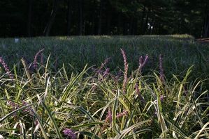 Liriope muscari 'Variegata'