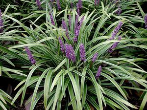 Liriope muscari 'Variegata'