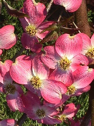 Cornus florida 'Cherokee Brave'