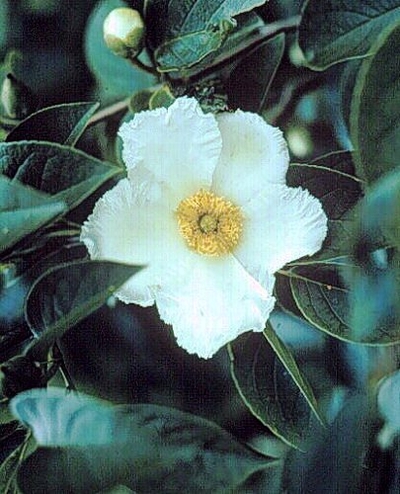 Stewartia pseudocamellia 