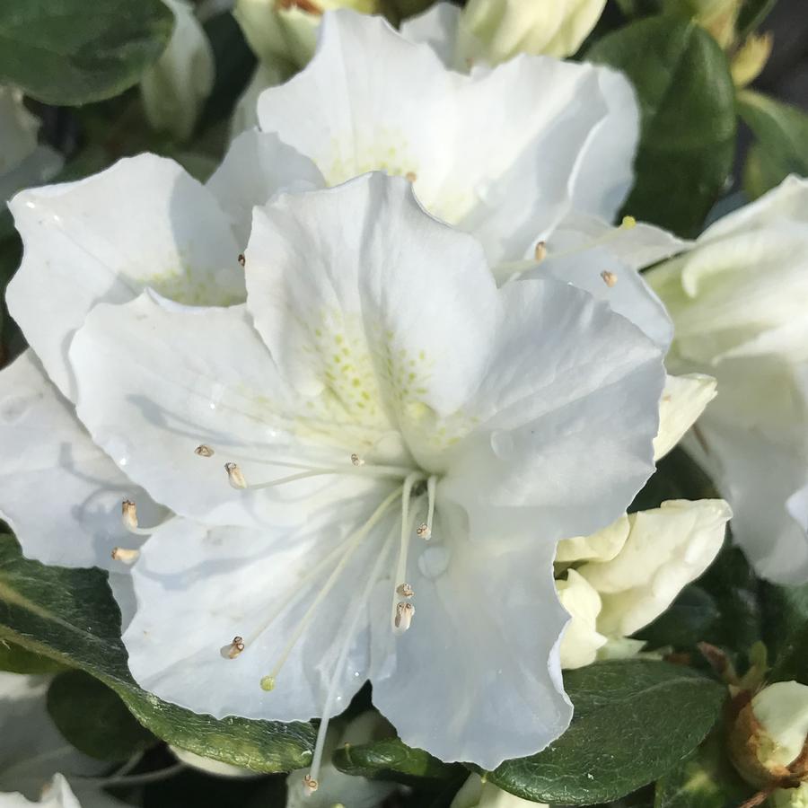 Azalea Mucronatum 'Delaware Valley White'