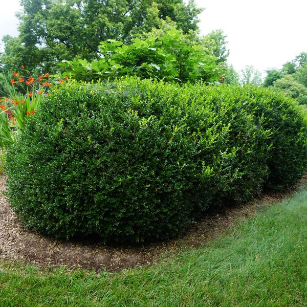 Buxus microphylla var. japonica 'Jim Stauffer'