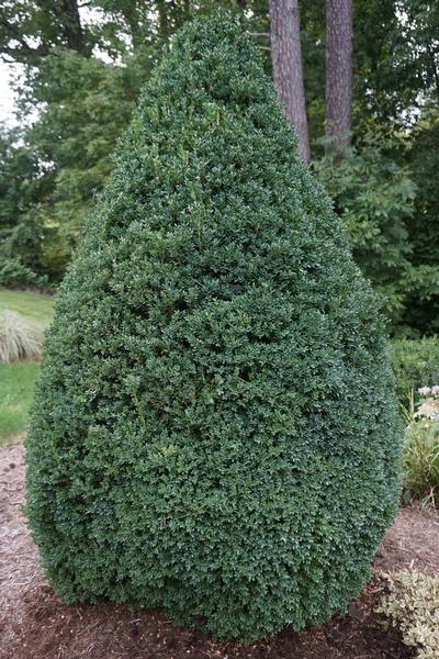 Buxus microphylla 'John Baldwin'