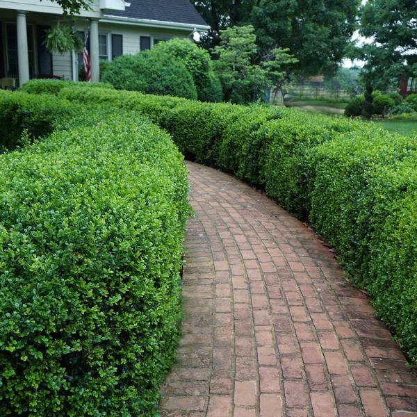 Buxus microphylla var. japonica 'Green Beauty'