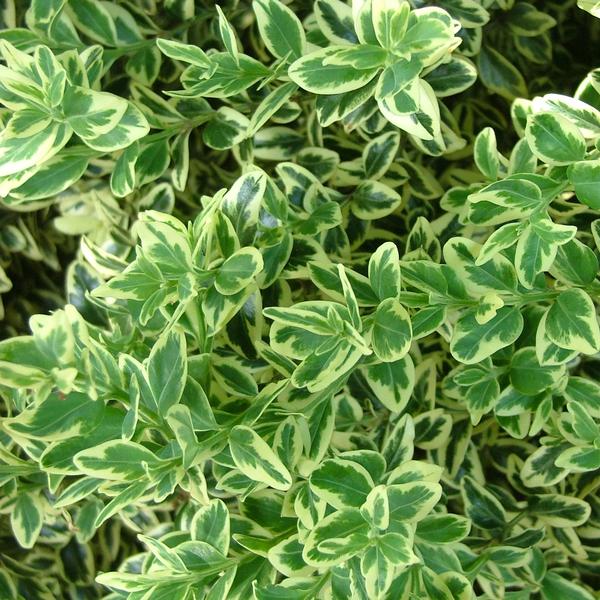 Buxus sempervirens 'Elegantissima'