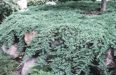 Juniperus procumbens 'Nana'