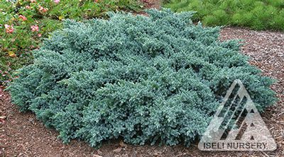 Juniperus squamata 'Blue Star'