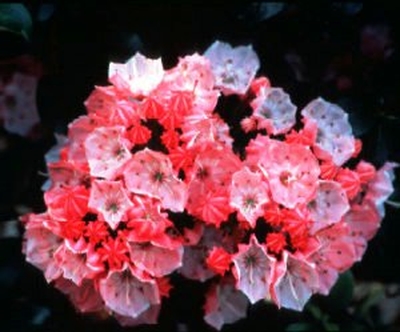 Kalmia latifolia 'Little Linda'