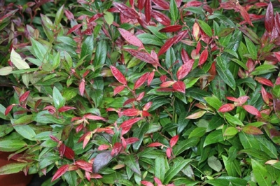 Leucothoe fontanesiana Scarletta