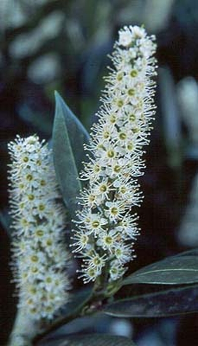 Prunus laurocerasus 'Otto Luyken'