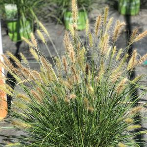 Pennisetum alopecuroides Praline ()