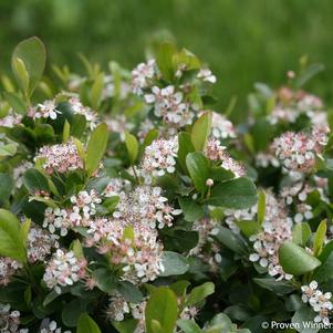 Aronia melanocarpa Low Scape Mound® (Chokeberry)