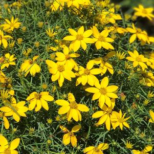 Coreopsis verticillata 'Zagreb' (Tickseed Threadleaf)