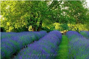 Lavandula x intermedia 'Phenomenal' (Lavender)