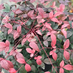 Nandina domestica Harbor Belle™ (Heavenly Bamboo)