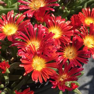 Delosperma Wheels of Wonder™ Hot Red (Ice Plant)