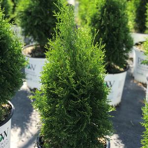 Thuja occidentalis North Pole® (Arborvitae)