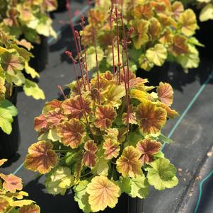 Heuchera Northern Exposure™ Sienna (Coral Bells)