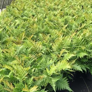 Dryopteris erythrosora 'Brilliance' (Autumn Fern)