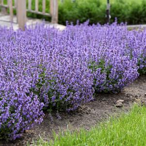 Nepeta 'Cat's Pajamas' (Catmint)