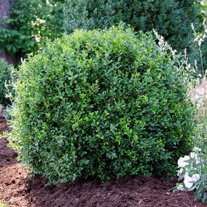 Buxus 'SB 108' PP28888 (NewGen Independence® Boxwood)