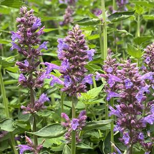 Agastache 'Blue Boa'