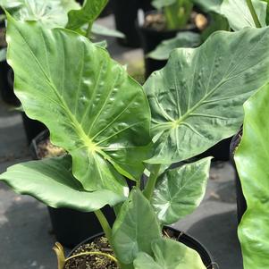 Alocasia 'Calidora'